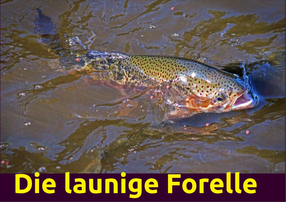96forelle